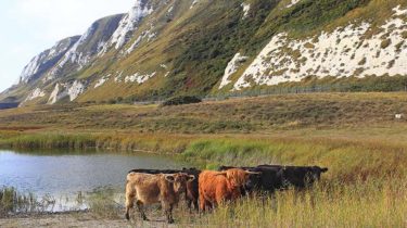 Samphie Hoe une réserve de biodiversité